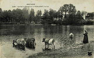 Un troupeau de vaches s' abreuvant au lac d' Huelgoat